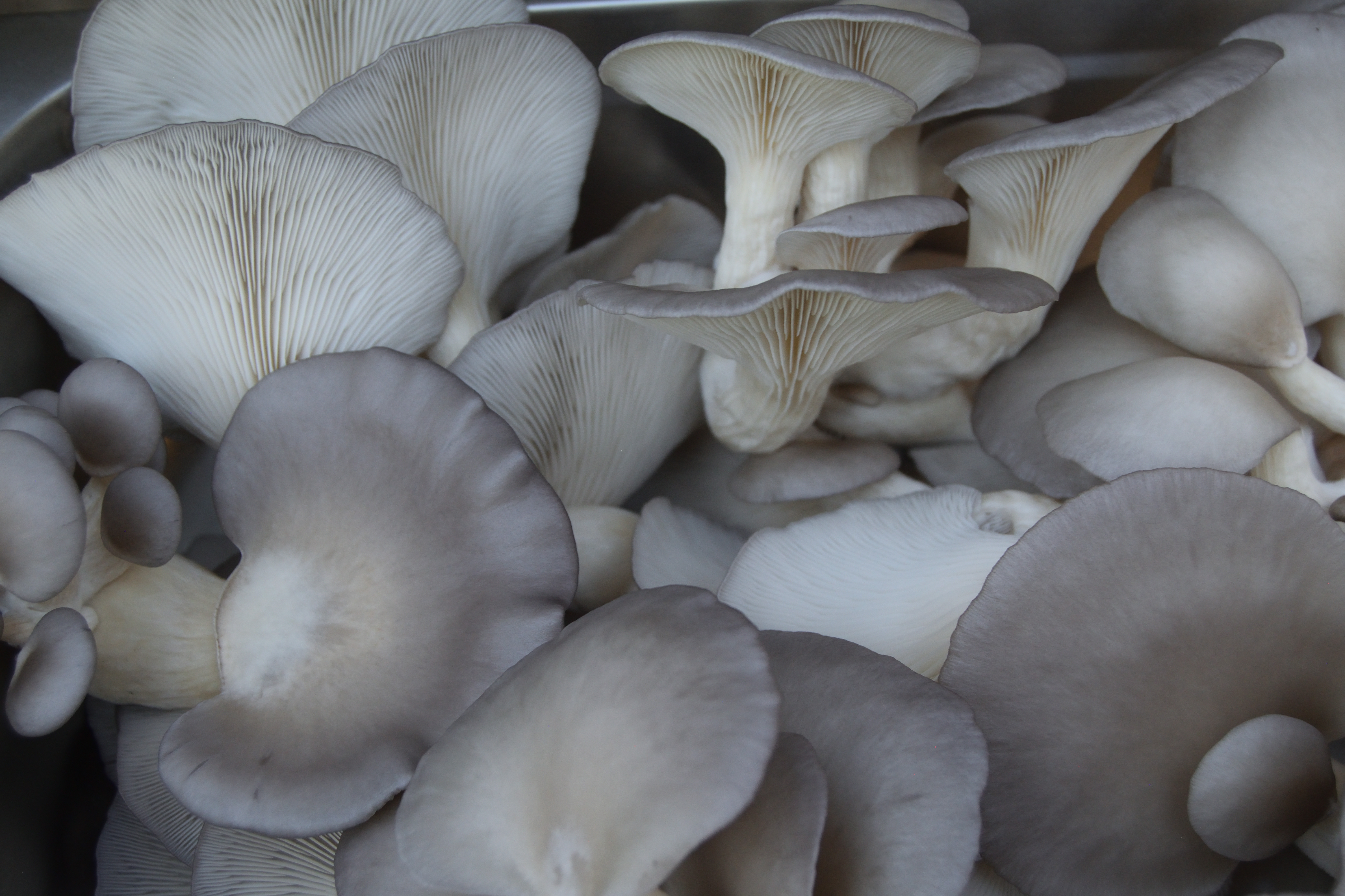 Oyster Mushrooms